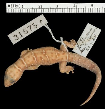 Media type: image;   Herpetology R-31575